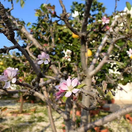 The Citrus Holiday home *